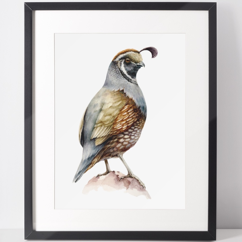 Quail Bird Wall Art Watercolor Illustration Print Poster Card Unframed - Picture 2 of 7